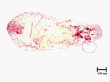 中文種名:甘蔗棘蠣盾介殼蟲學名:Acanthomytilus sacchari (Hall, 1923)