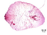 中文種名:高雄蠣盾介殼蟲學名:Lepidosaphes takaoensis Takahashi, 1935