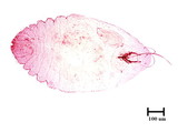 中文種名:高雄蠣盾介殼蟲學名:Lepidosaphes takaoensis Takahashi, 1935