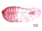 中文種名:額瘤副蠣盾介殼蟲學名:Lepidosaphes tubulorum Ferris, 1921