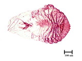 中文種名:額瘤副蠣盾介殼蟲學名:Lepidosaphes tubulorum Ferris, 1921