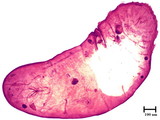 中文種名:額瘤副蠣盾介殼蟲學名:Lepidosaphes tubulorum Ferris, 1921