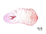 中文種名:額瘤副蠣盾介殼蟲學名:Lepidosaphes tubulorum Ferris, 1921