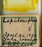 學名:Lepidosaphes sp.