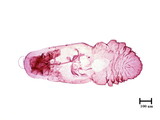 學名:Lepidosaphes sp.