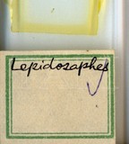 學名:Lepidosaphes sp.