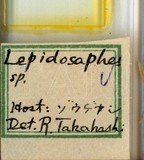 學名:Lepidosaphes sp.