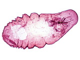 學名:Lepidosaphes sp.