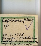 學名:Lepidosaphes sp.