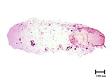 學名:Lepidosaphes sp.