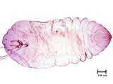 學名:Lepidosaphes sp.