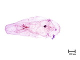 學名:Lepidosaphes sp.