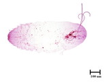 學名:Lepidosaphes sp.