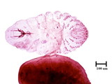 學名:Chionaspis trochodendri (Takahashi, 1936)