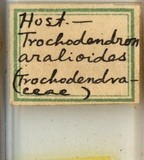 學名:Chionaspis trochodendri (Takahashi, 1936)