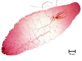 中文種名:日本長片盾介殼蟲學名:Lopholeucaspis japonica (Cockerell, 1897)