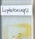 中文種名:日本長片盾介殼蟲學名:Lopholeucaspis japonica (Cockerell, 1897)