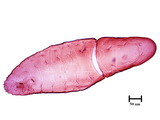 中文種名:日本長片盾介殼蟲學名:Lopholeucaspis japonica (Cockerell, 1897)