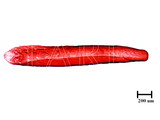 中文種名:日本長片盾介殼蟲學名:Lopholeucaspis japonica (Cockerell, 1897)