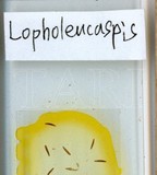 中文種名:日本長片盾介殼蟲學名:Lopholeucaspis japonica (Cockerell, 1897)