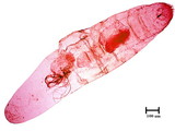 中文種名:日本長片盾介殼蟲學名:Lopholeucaspis japonica (Cockerell, 1897)