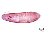 中文種名:日本長片盾介殼蟲學名:Lopholeucaspis japonica (Cockerell, 1897)