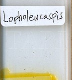 中文種名:日本長片盾介殼蟲學名:Lopholeucaspis japonica (Cockerell, 1897)