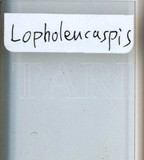 中文種名:日本長片盾介殼蟲學名:Lopholeucaspis japonica (Cockerell, 1897)