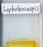 中文種名:日本長片盾介殼蟲學名:Lopholeucaspis japonica (Cockerell, 1897)