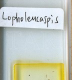 中文種名:日本長片盾介殼蟲學名:Lopholeucaspis japonica (Cockerell, 1897)