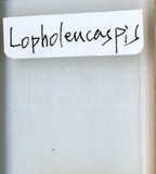 中文種名:日本長片盾介殼蟲學名:Lopholeucaspis japonica (Cockerell, 1897)