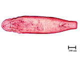 學名:Leucaspis sp.