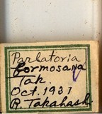 中文種名:臺灣新片盾介殼蟲學名:Neoparlatoria formosana Takahashi, 1931