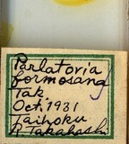 中文種名:臺灣新片盾介殼蟲學名:Neoparlatoria formosana Takahashi, 1931