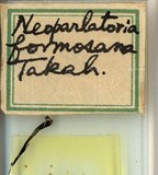 中文種名:臺灣新片盾介殼蟲學名:Neoparlatoria formosana Takahashi, 1931