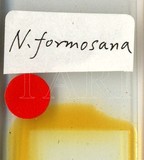 中文種名:臺灣新片盾介殼蟲學名:Neoparlatoria formosana Takahashi, 1931俗名:櫟新片盾介殼蟲