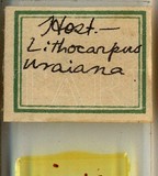 中文種名:臺灣新片盾介殼蟲學名:Neoparlatoria formosana Takahashi, 1931俗名:櫟新片盾介殼蟲