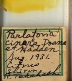 中文種名:灰片盾介殼蟲學名:Parlatoria cinerea Hadden in Doane & Hadden, 1909