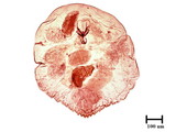 中文種名:灰片盾介殼蟲學名:Parlatoria cinerea Hadden in Doane & Hadden, 1909