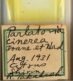 中文種名:灰片盾介殼蟲學名:Parlatoria cinerea Hadden in Doane & Hadden, 1909