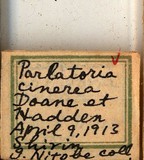 中文種名:灰片盾介殼蟲學名:Parlatoria cinerea Hadden in Doane & Hadden, 1909