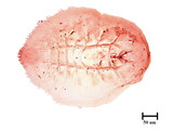 學名:Microparlatoria itabicola (Kuwana, 1931)