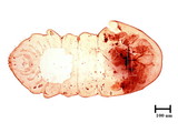 學名:Microparlatoria itabicola (Kuwana, 1931)