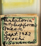 學名:Parlatoria mytilaspiformis Green, 1899