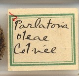 中文種名:橄欖片盾介殼蟲學名:Parlatoria oleae (Colvee, 1880)