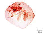 中文種名:橄欖片盾介殼蟲學名:Parlatoria oleae (Colvee, 1880)