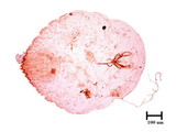 中文種名:橄欖片盾介殼蟲學名:Parlatoria oleae (Colvee, 1880)