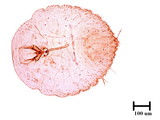 中文種名:橄欖片盾介殼蟲學名:Parlatoria oleae (Colvee, 1880)