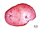 中文種名:橄欖片盾介殼蟲學名:Parlatoria oleae (Colvee, 1880)