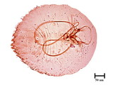 中文種名:橄欖片盾介殼蟲學名:Parlatoria oleae (Colvee, 1880)